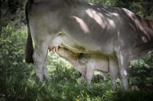 Transumància amb vaques brunes del Pirineu