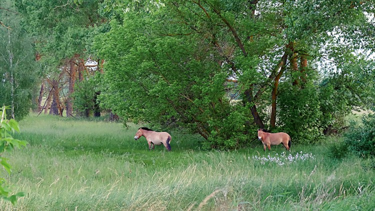 Tres dècades després de l’accident que va arrasar Txernòbil, la biodiversitat s’ha recuperat convertint aquesta zona en una mena de laboratori evolutiu. Els cavalls salvatges de Przewalski no estaven en la zona de Txernòbil en el moment de l’accident, però a la fi dels noranta un grup d’uns trenta exemplars va ser alliberat perquè per mitjà de la seua alimentació controlaren l’expansió del bosc. Vint anys després de ser introduïts, uns 150 cavalls de Przewalski viuen en la zona i tenen una taxa elevada de reproducció. Germán Orizaola