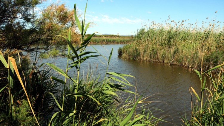 L'estany de La Ricarda. ACN