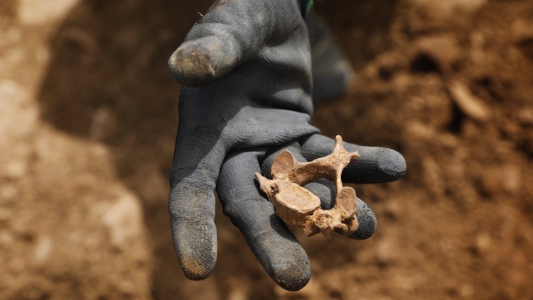 Una de les vèrtebres trobades a Vistabella.. EVA MÁÑEZ