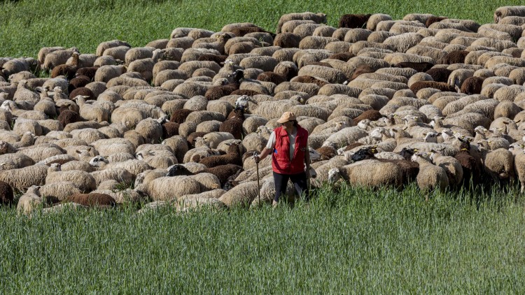 Una rabera d’ovelles pastura a Castellfort, a la comarca dels Ports.. Miguel Lorenzo