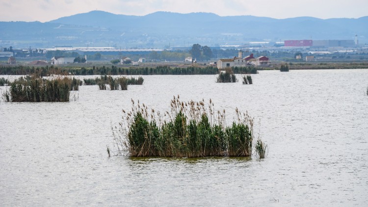 L'albufera de València. Europa Press