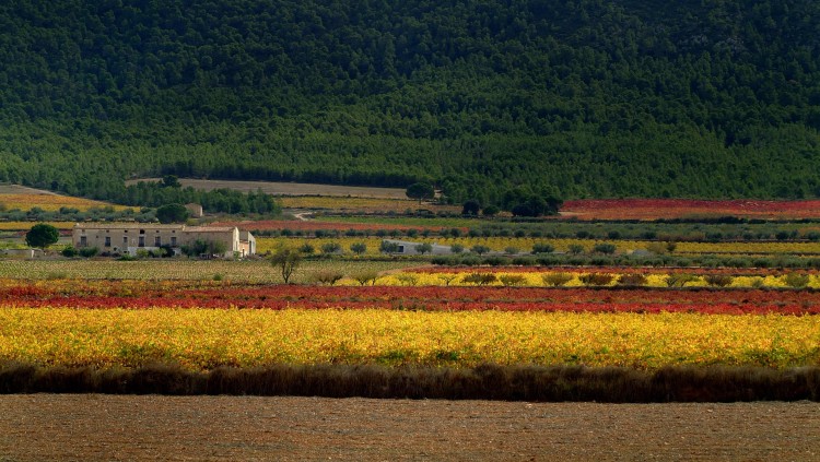 Alcarràs
