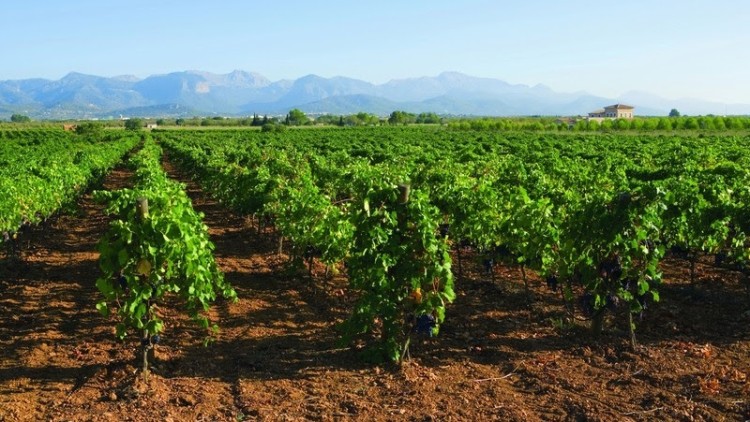 Vinyes de les Illes Balears| Europa Press
