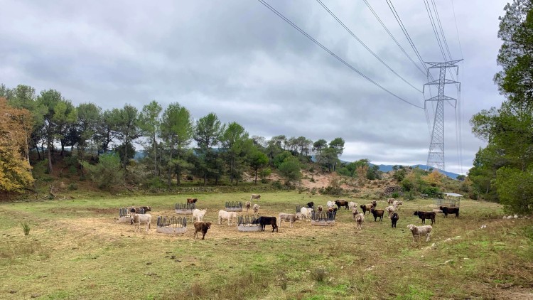 Territori rural de l’Anoia travessat per LAT.