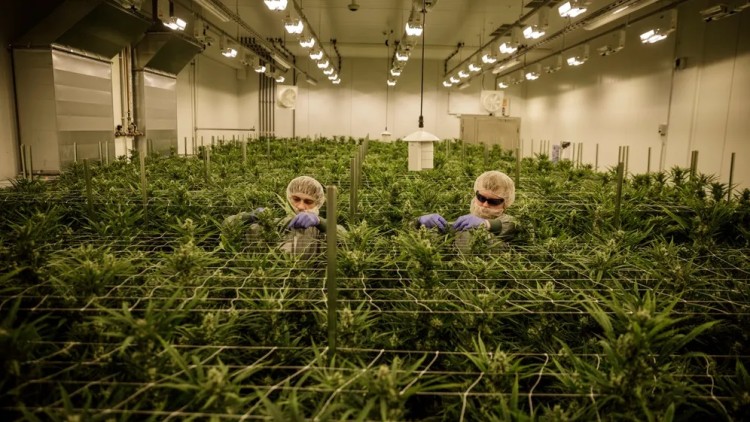 Una plantació de cànnabis que pertany a l’empresa Aurora Europe GmbH a la ciutat de Leuna. S’hi veuen treballadors que treuen els cabdells de la planta.. Der Spiegel