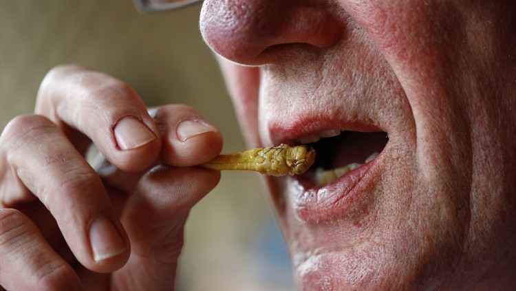 Una persona es menja un insecte fregit, en específic un grill.