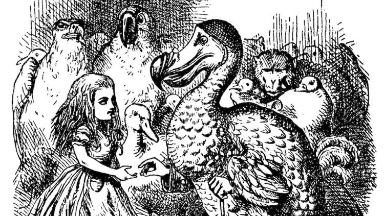 El dodo segons John Tenniel a Alícia al país de les meravelles. John Tenniel