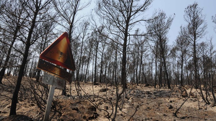 Cortes de Pallars, la setmana després del gran incendi de 2012.. Jesús Prats