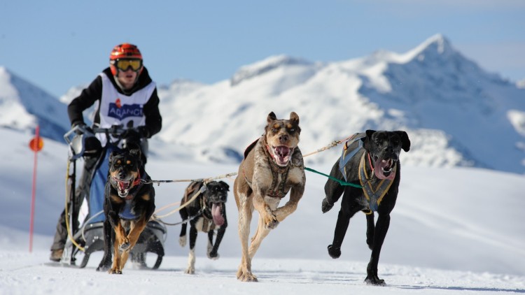 Campionat d'Espanya de trineos amb gossos a Baqueira Beret. Baqueira Beret