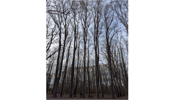 L'arbre més alt detectat pel sistema és un exemplar de plàtan d'ombra que fa 54,55 metres d'alçària.. CREAF i UAB