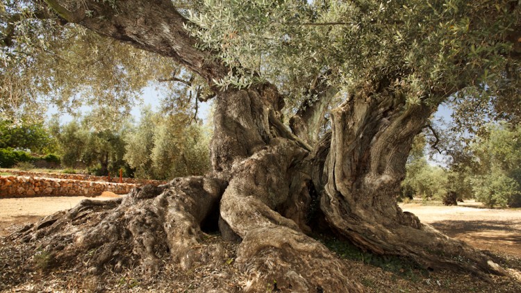 Una de les oliveres més destacades del Fondo d’Arion, al municipi d’Ulldecona.  El seu nom és Farga i es calcula que té 1.704 anys| Santi Martorell