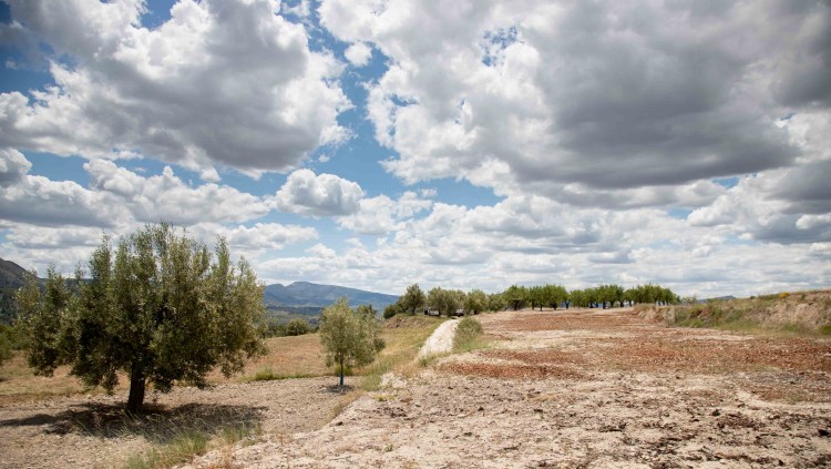 Un dels camps de cultius de Balones (Comtat) on ha intervingut la Generalitat per presència de Xylella. Pepe Olivares