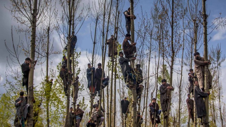 Musulmans del Caixmir enfilats als arbres per veure passar el seguici fúnebre de Waseem Malla, presumpte activista del Hizbul Mujahideen, un grup caixmir pro-pakistaní.. DAR YASIN / THE ASSOCIATED PRESS