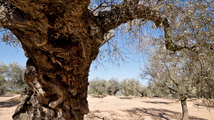 Oliveres a prop de la Jana. Eliseu T. Climent