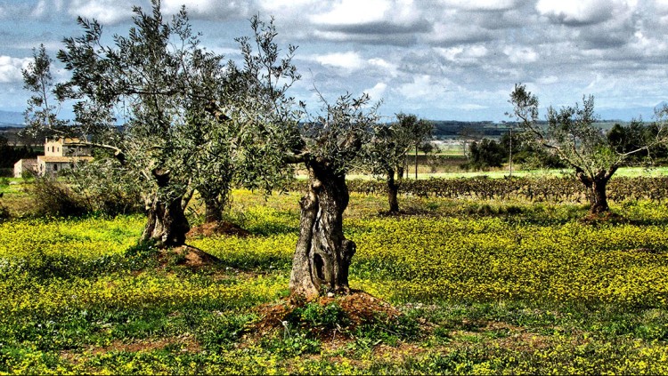 Bellcaire d'Empordà