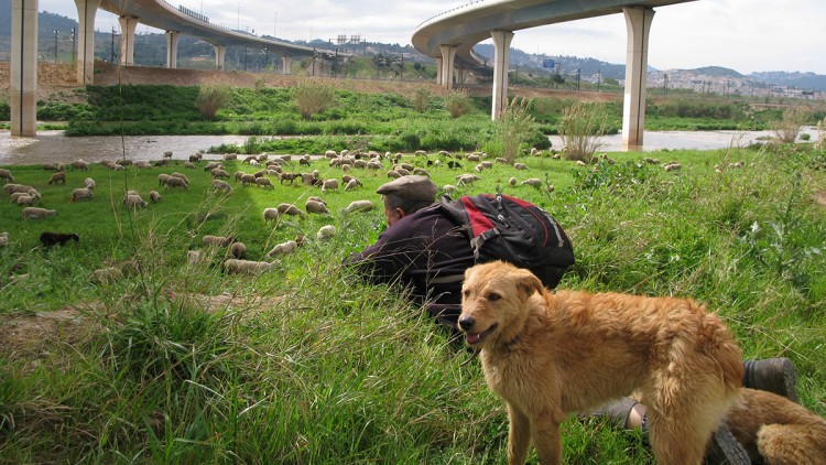 Pastures metropolitanes. Eliseu T. Climent